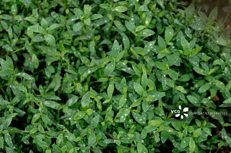 绿草、蓼的自然背景。带雨滴的柔软草的天然草坪图片素材