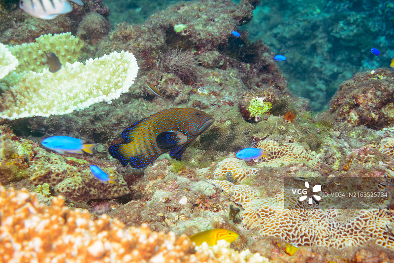 美丽的石斑鱼、黑鳍石斑鱼、天蓝雀鲷等，东京伊豆群岛式根岛，2020年10月图片素材