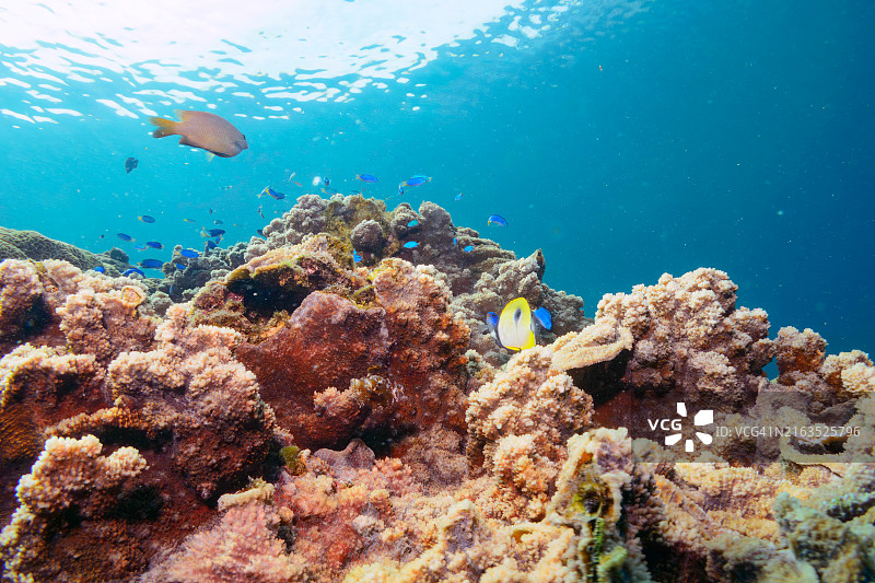 泪滴蝴蝶鱼、人字蝴蝶鱼和天蓝雀鲷鱼群的珊瑚礁图片素材