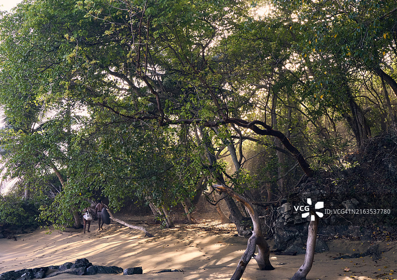 多巴哥欧文山后湾的沿海林地图片素材