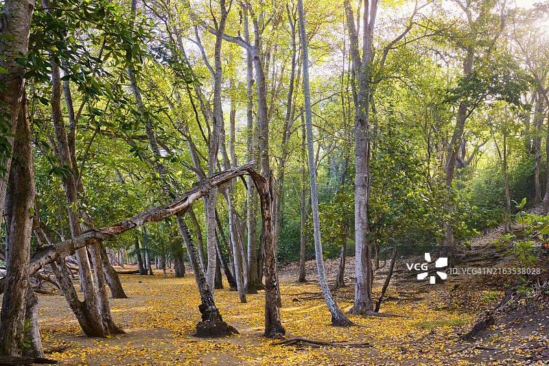 多巴哥欧文山后湾的沿海林地图片素材
