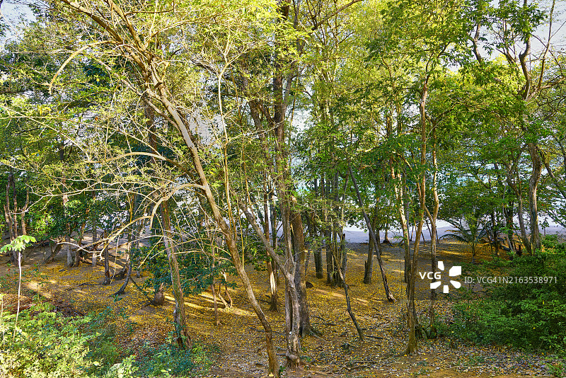 多巴哥欧文山后湾的沿海林地图片素材