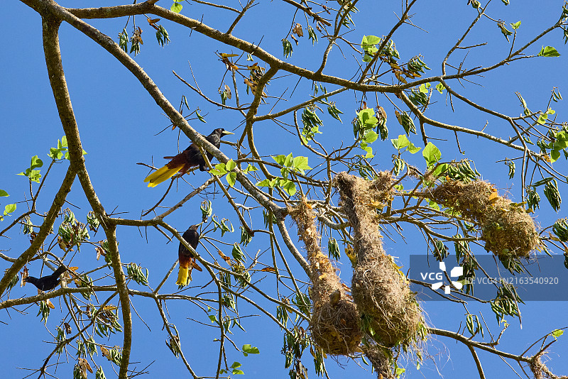 凤头拟鹂图片素材