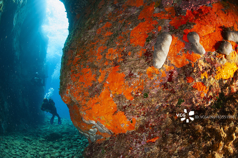 潜水团队：两名潜水员探索海底，欣赏彩色珊瑚礁上的橙色海绵，水下峡谷、洞穴入口，美丽的海底生物图片素材