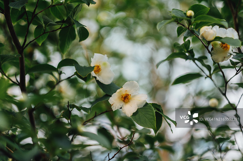 花园中盛开的白色油茶花图片素材
