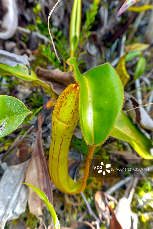 马来西亚沙捞越巴里奥普隆陶国家公园猪笼草高角度景观图片素材