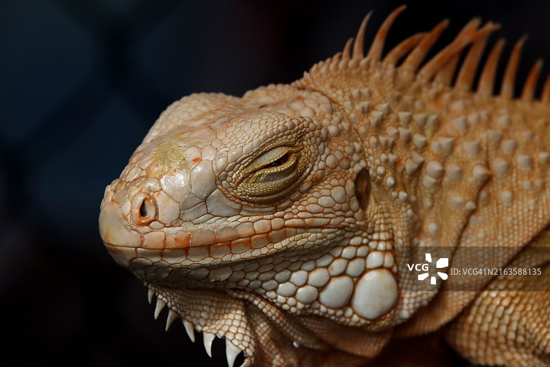 休息的橙色雄性鬣蜥特写图片素材