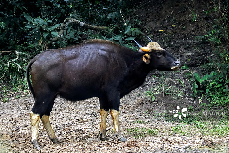 热带森林边缘的印度野牛图片素材