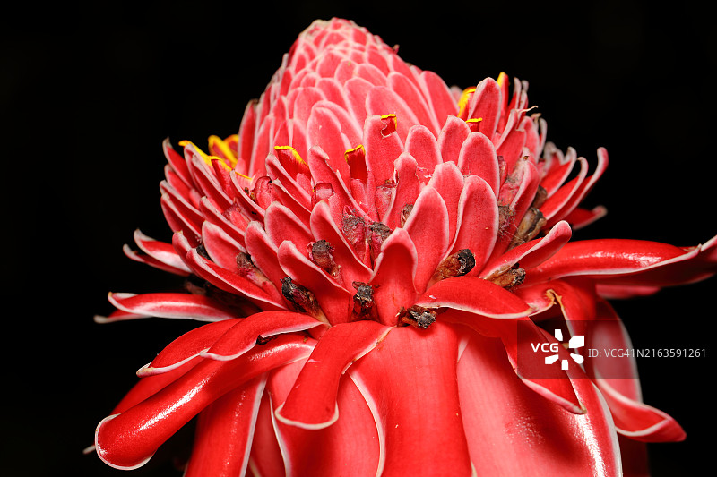 火炬姜图片素材