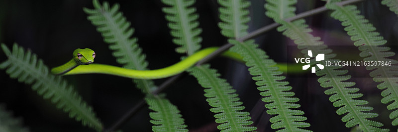 东方鞭蛇图片素材