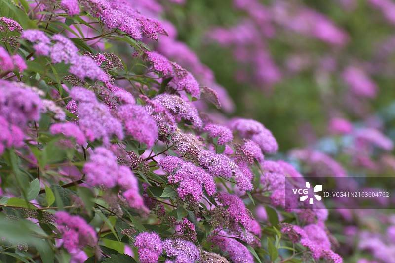 春天盛开的日本绣线菊图片素材