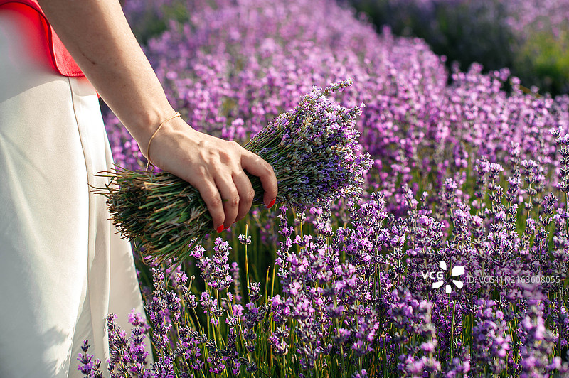 美丽的年轻女性在薰衣草田中手捧一束薰衣草。图片素材