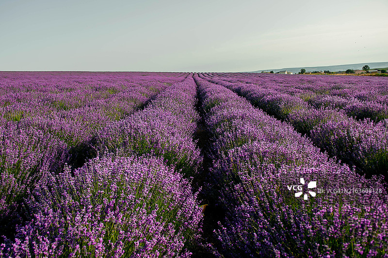 夕阳下的薰衣草花田图片素材