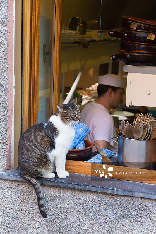 猫咪坐在蒙特罗索餐馆厨房的窗台上图片素材
