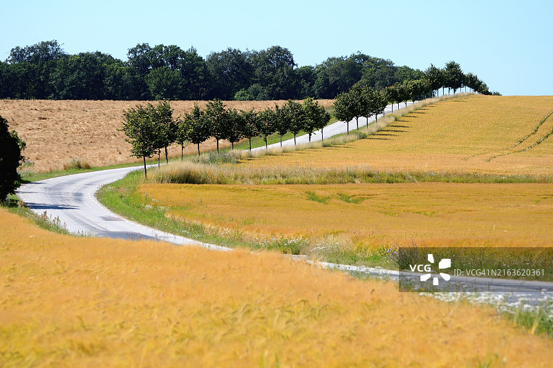 瑞典斯科讷省托斯特鲁普玉米田间的道路图片素材