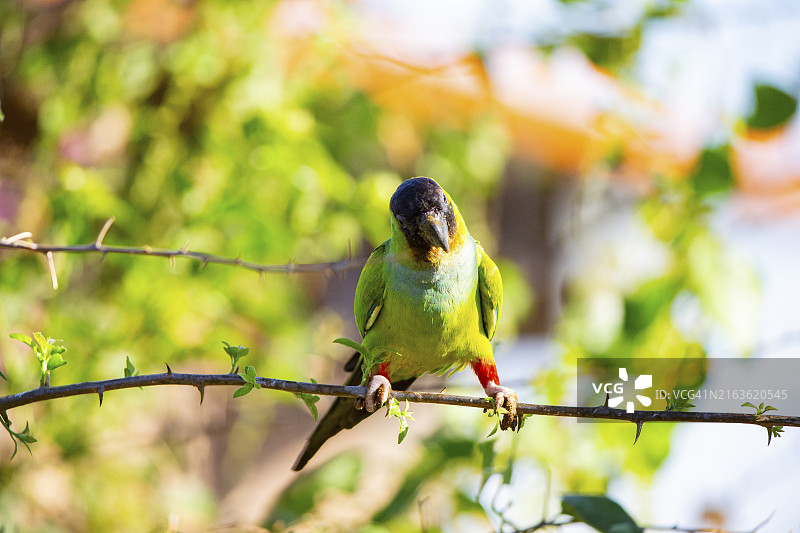 巴西潘塔纳尔的南达锥尾鹦鹉图片素材