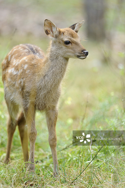 草地上的人工饲养梅花鹿幼崽，德国，欧洲图片素材