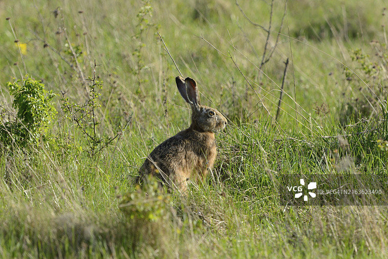 巴伐利亚原野上的欧洲野兔（Lepus europaeus）图片素材