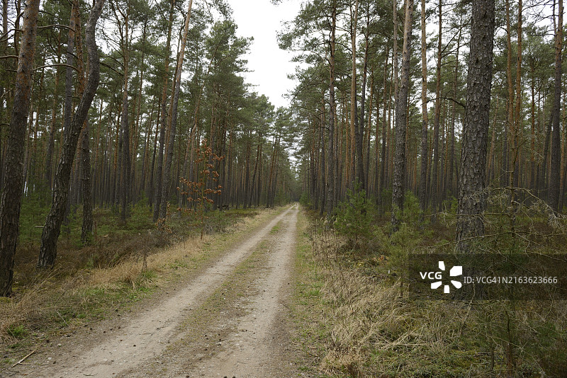 穿过巴伐利亚茂密松树林的土路图片素材
