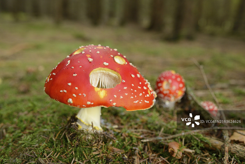 巴伐利亚森林地面上的苔藓和毒蝇伞图片素材