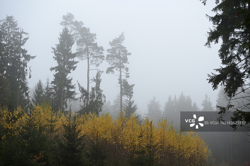 巴伐利亚雾 फॉरेस्ट，黄叶落叶树和常绿树交织，营造出忧郁的秋季氛围图片素材