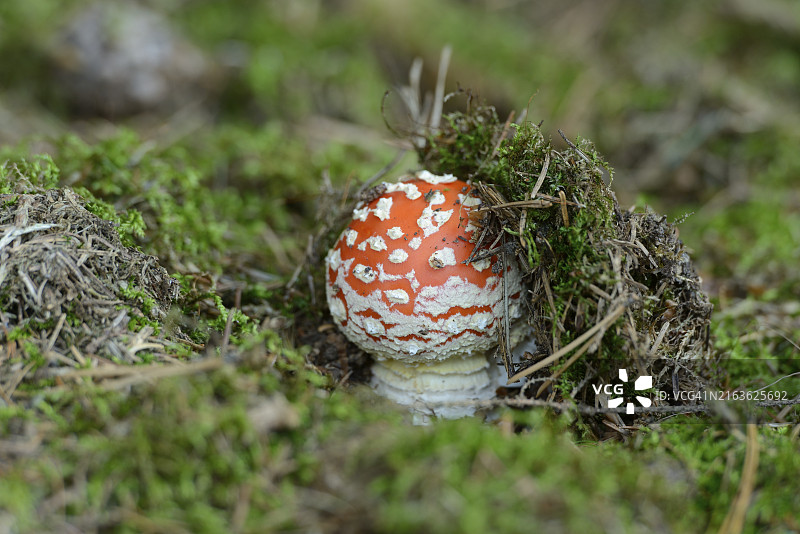 巴伐利亚森林覆盖着苔藓的地面上，一个小型毒蝇伞图片素材