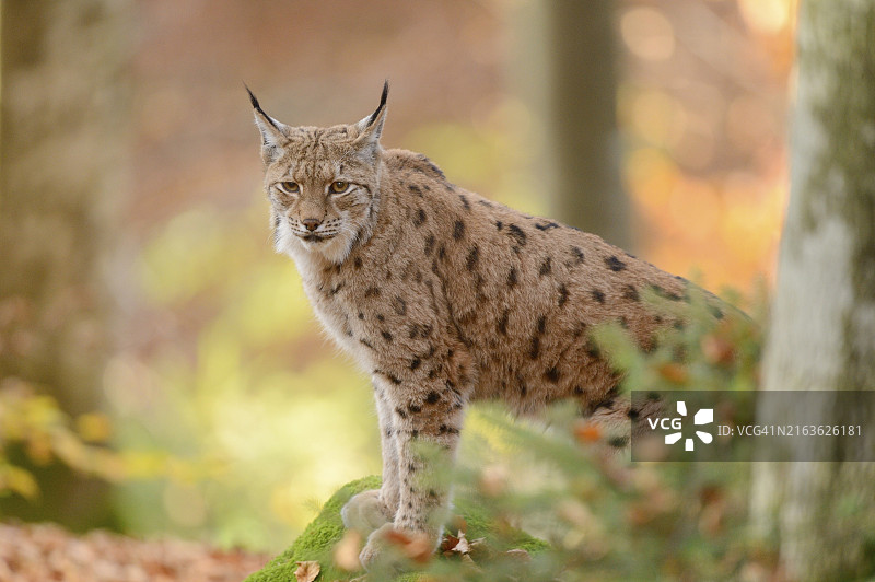 站在秋季森林中的欧亚猞猁，巴伐利亚森林国家公园图片素材