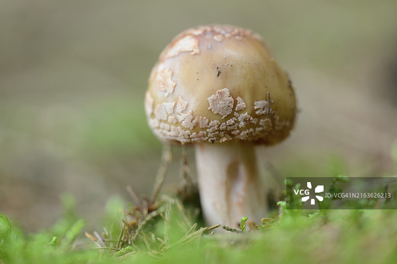 森林中的红姬菇特写图片素材