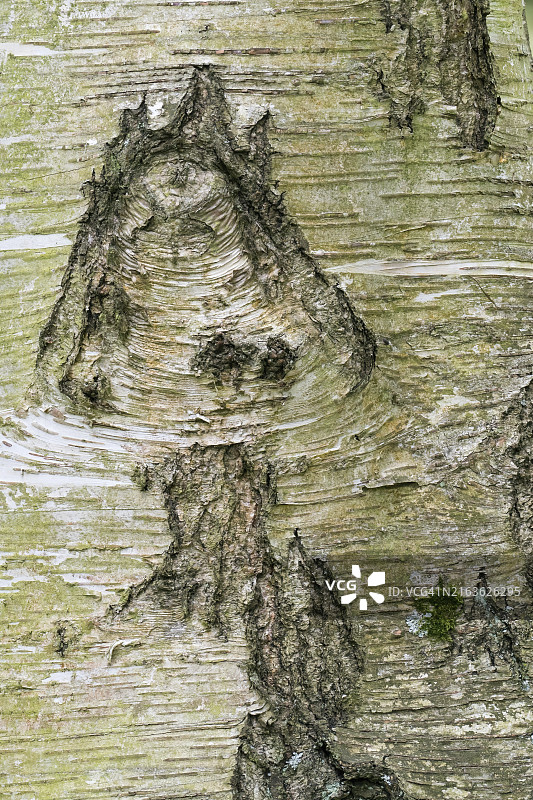 桦树树皮的自然纹理特写，德国图片素材