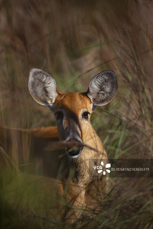 巴西潘塔纳尔湿地的沼泽鹿（Blastocerus dichotomous）图片素材