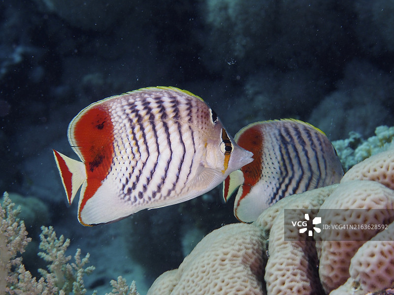 一对蝴蝶鱼游过珊瑚，埃及红海图片素材