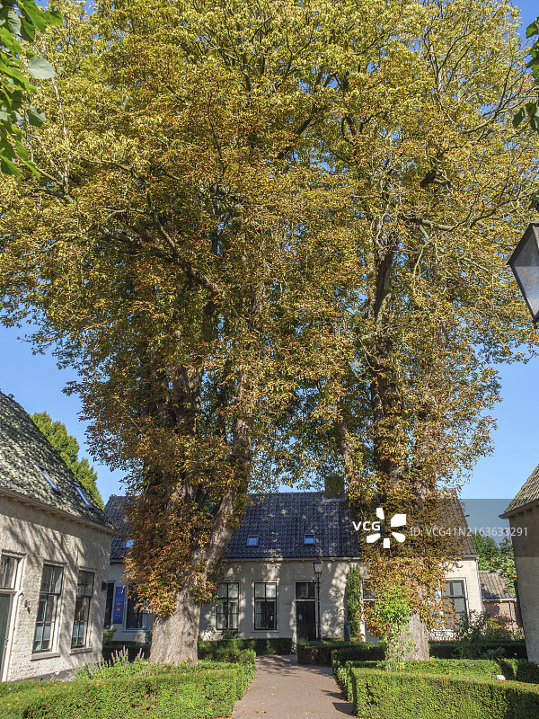 荷兰多斯堡：蓝天下宁静的秋叶和高大树木的房屋图片素材