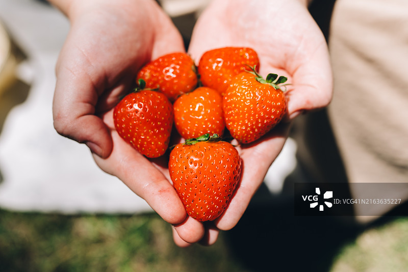 手捧新鲜草莓特写图片素材