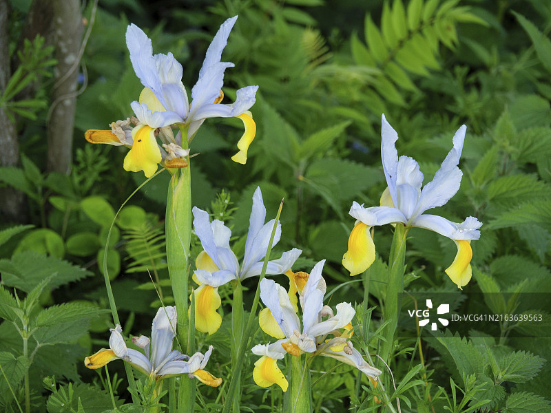 明亮的鸢尾花在繁茂的绿色花园中绽放,周围环绕着其他植物,德国石勒苏益格-荷尔斯泰因州埃克尔恩弗尔德,欧洲图片素材