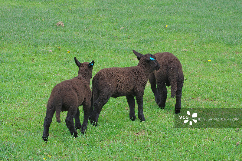 三只黑羊在高拉尔山谷的绿色牧场上吃草图片素材