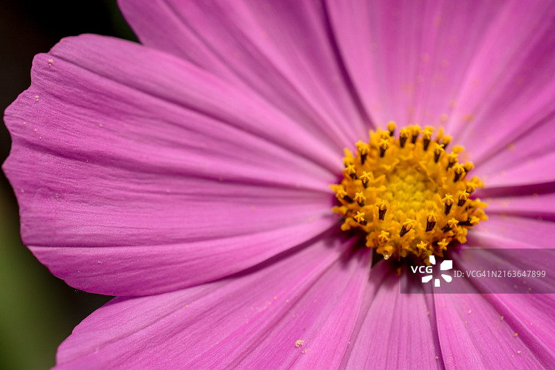 阿尔特温高地盛开的绚丽多彩的野花图片素材