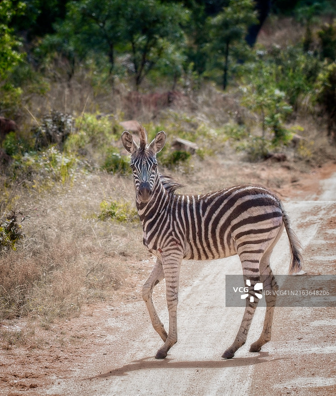 好奇心图片素材