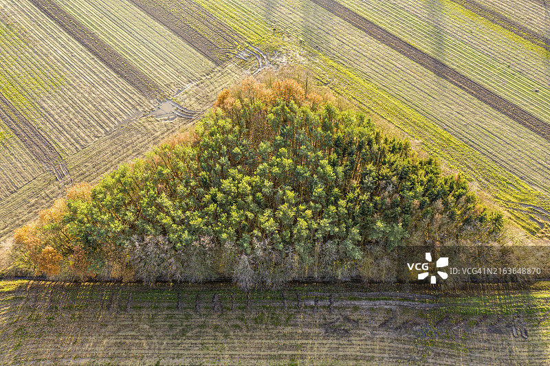 树木排成三角形，农田，秋天的树叶，鸟瞰图，德国，欧洲图片素材