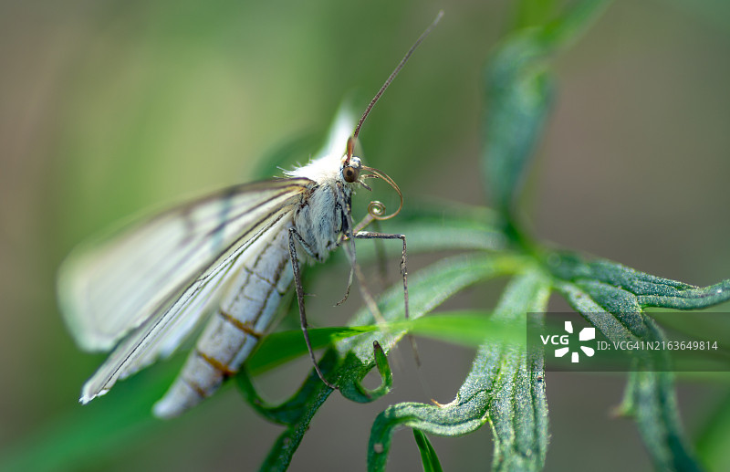 停留在叶子上的白色蝴蝶图片素材