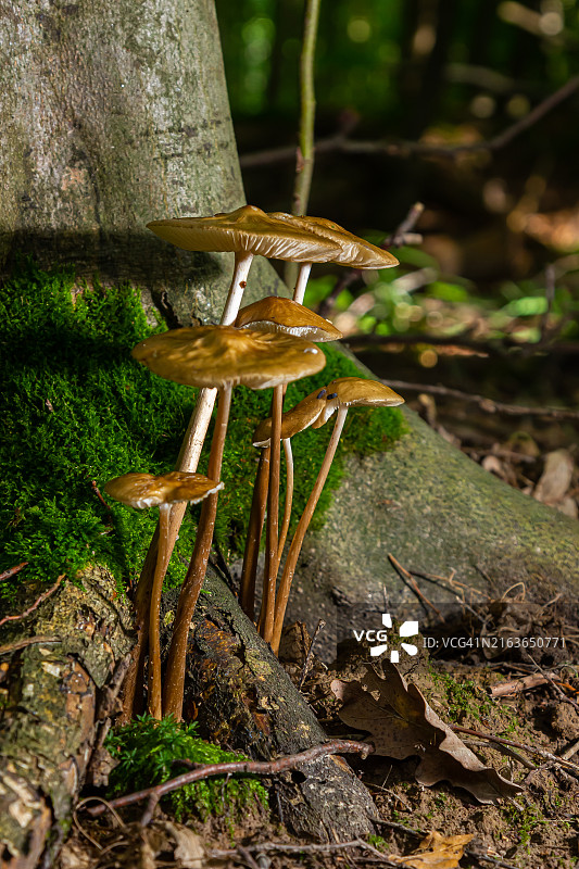 山地草甸上的食用蘑菇：根小皮伞或长根菇，被称为深根蘑菇或生根柄，生长在草丛中的野生蘑菇图片素材