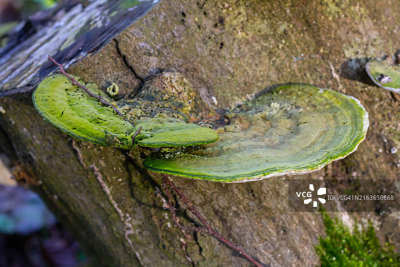 纹路精美的彩色云芝图片素材