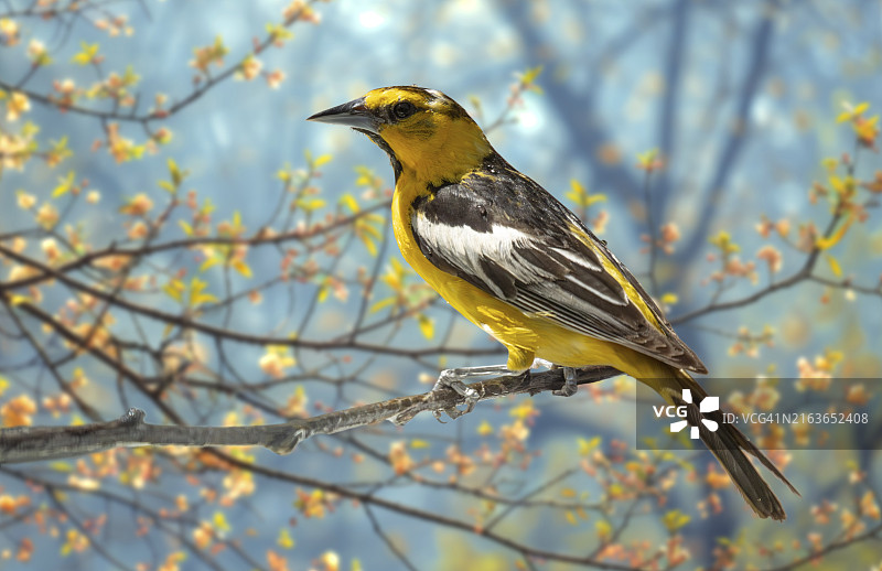 近距离拍摄：停留在树枝上的橙鹂鸟图片素材