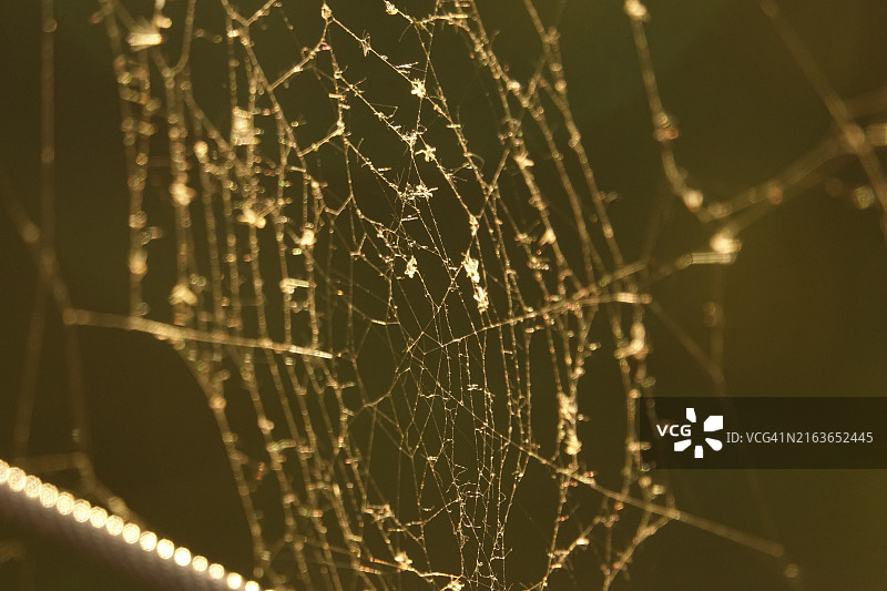 德国夏日夜晚的蜘蛛网图片素材