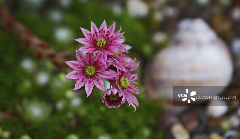 德国北莱茵-威斯特法伦：绿色花园中粉色虎耳草微距照片，背景是模糊的蜗牛壳图片素材