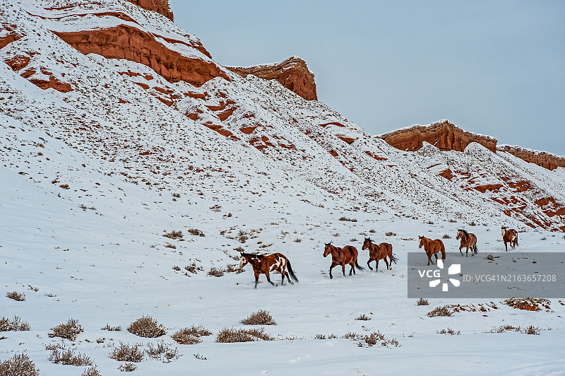 怀俄明州谢尔附近荒地前奔跑的雪地马群（大角山脉）图片素材