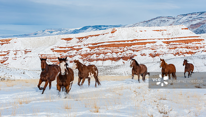 怀俄明州谢尔附近荒地前奔跑的雪地马群（大角山脉）图片素材