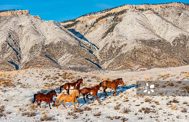 大角山脉；马科动物；野马；贝壳；雪；怀俄明州；寒冷；白天；马；哺乳动物；开阔牧场；户外；摄影；山脉；奔跑；风景；景色；冬季；广阔空间图片素材