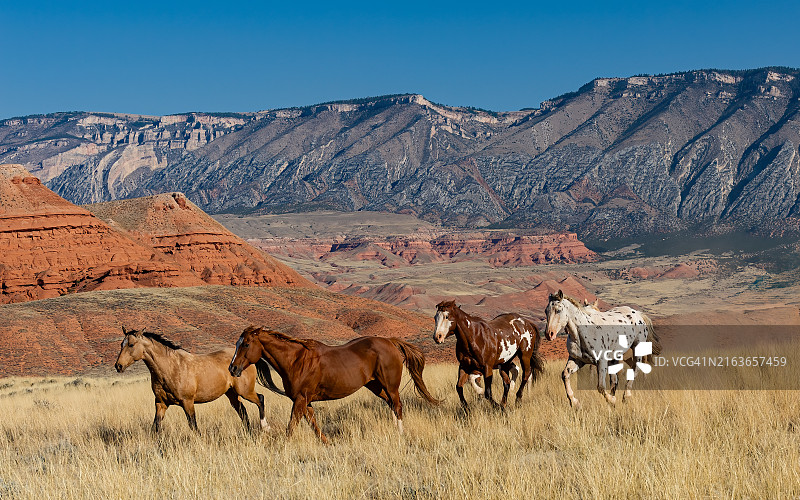 怀俄明州谢尔附近荒地的奔马，背景是彩色岩层，莫里森和克洛弗利地层图片素材