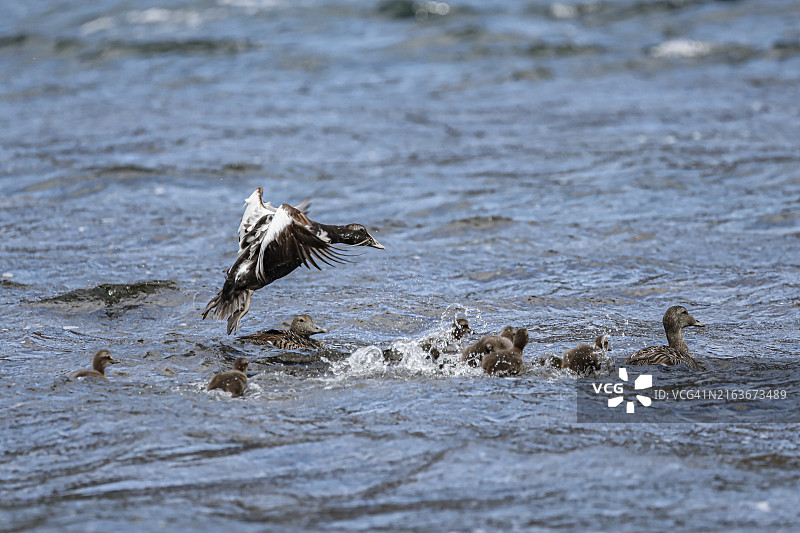 冰岛水域的野生绒鸭与小鸭图片素材
