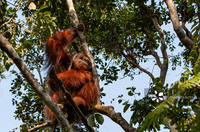 印度尼西亚婆罗洲丹戎 puting 国家公园的野生雄性猩猩图片素材